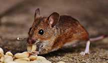 24 Hour & Emergency Exterminators in Bessemer, AL